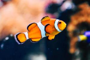 欧足联反对将世界杯改为两年一届，原因竟是如此直击心弦欧足联反对将世界杯改为两年一届